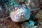 Lizardfish